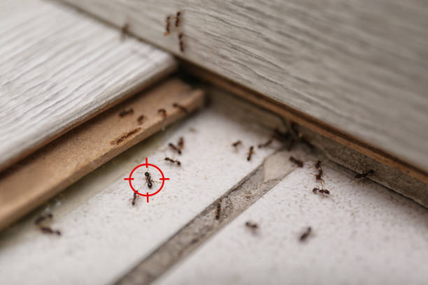 Best Pest Prevention Services  in Waldo, AR